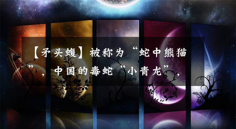 【矛頭蝮】被稱為“蛇中熊貓”，中國(guó)的毒蛇“小青龍”，為啥一條價(jià)值百萬(wàn)？