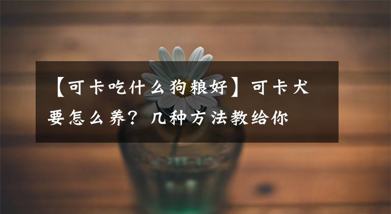 【可卡吃什么狗糧好】可卡犬要怎么養(yǎng)？幾種方法教給你