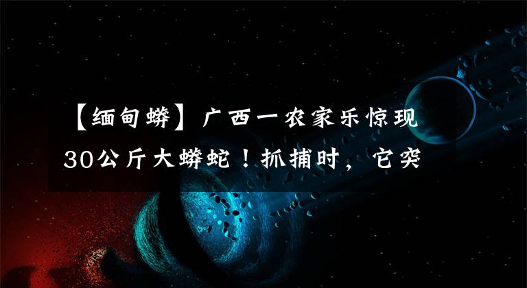 【緬甸蟒】廣西一農(nóng)家樂驚現(xiàn)30公斤大蟒蛇！抓捕時，它突然“醒”了