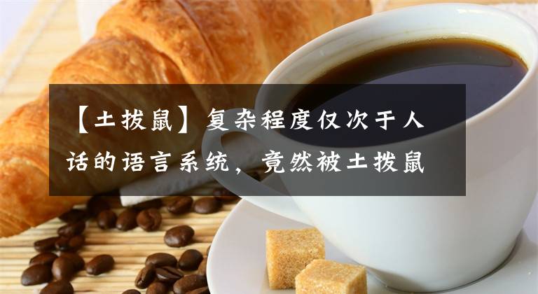 【土拔鼠】復(fù)雜程度僅次于人話的語言系統(tǒng)，竟然被土撥鼠掌握了？