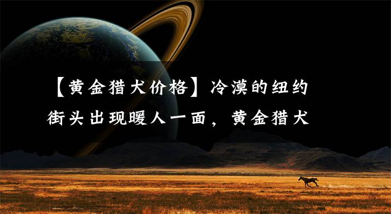 【黃金獵犬價格】冷漠的紐約街頭出現(xiàn)暖人一面，黃金獵犬只要看到路人就上前抱大腿