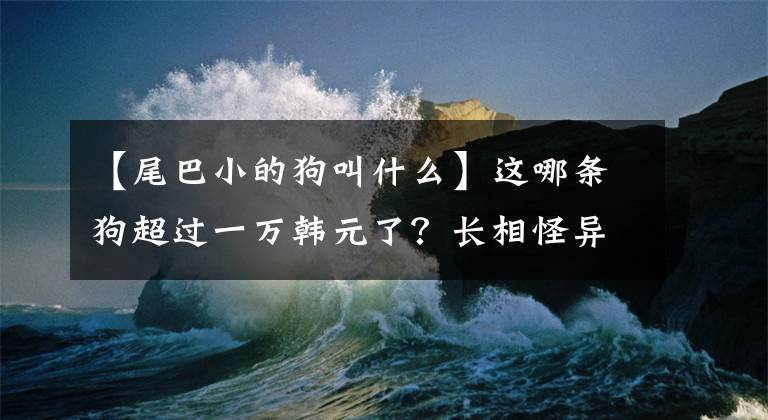 【尾巴小的狗叫什么】這哪條狗超過一萬韓元了？長相怪異，尾巴看起來很結(jié)實，但害怕也不咬人，看起來很帥。