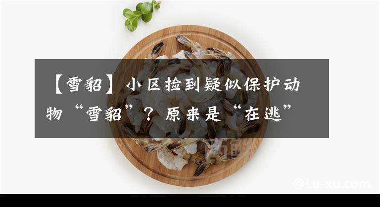 【雪貂】小區(qū)撿到疑似保護(hù)動(dòng)物“雪貂”？原來(lái)是“在逃”寵物貂中了暑