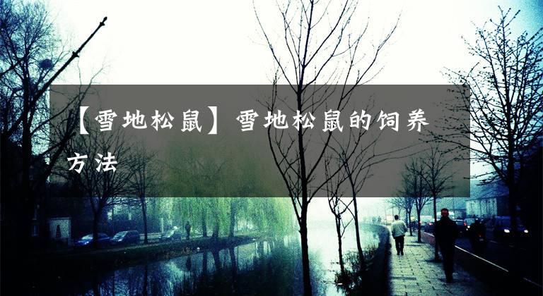 【雪地松鼠】雪地松鼠的飼養(yǎng)方法