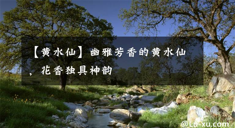 【黃水仙】幽雅芳香的黃水仙，花香獨(dú)具神韻