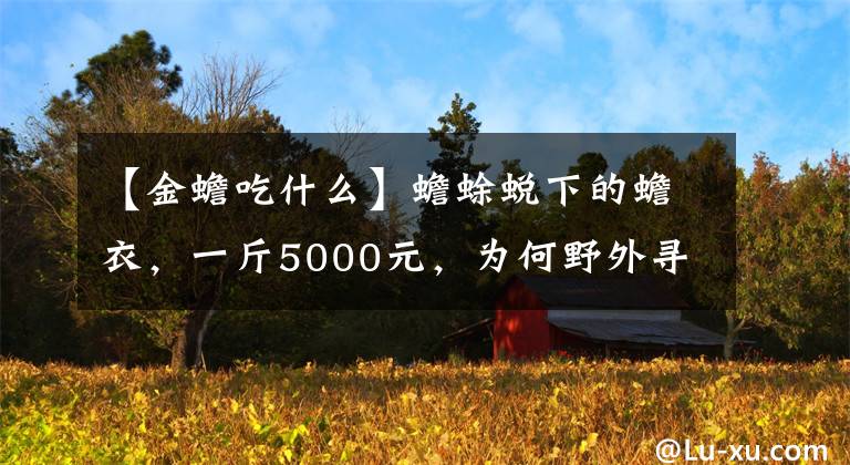 【金蟾吃什么】蟾蜍蛻下的蟾衣，一斤5000元，為何野外尋不到？人工養(yǎng)殖可賺錢嗎