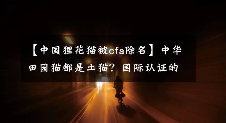 【中國(guó)貍花貓被cfa除名】中華田園貓都是土貓？國(guó)際認(rèn)證的貍花貓了解一下