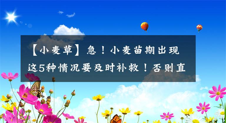 【小麥草】急！小麥苗期出現(xiàn)這5種情況要及時(shí)補(bǔ)救！否則直接影響產(chǎn)量