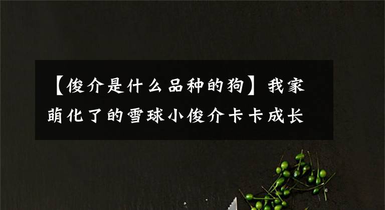 【俊介是什么品種的狗】我家萌化了的雪球小俊介卡卡成長(zhǎng)記