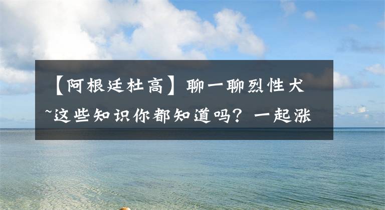 【阿根廷杜高】聊一聊烈性犬~這些知識你都知道嗎？一起漲姿勢