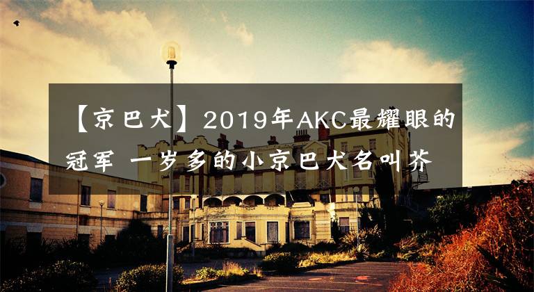 【京巴犬】2019年AKC最耀眼的冠軍 一歲多的小京巴犬名叫芥末