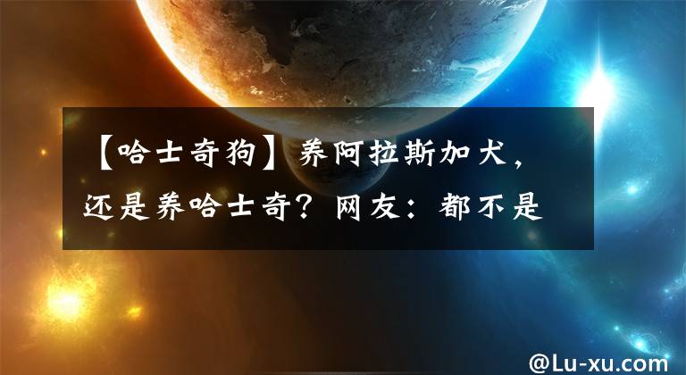 【哈士奇狗】養(yǎng)阿拉斯加犬，還是養(yǎng)哈士奇？網(wǎng)友：都不是省油的燈