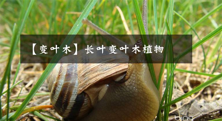 【變?nèi)~木】長(zhǎng)葉變?nèi)~木植物