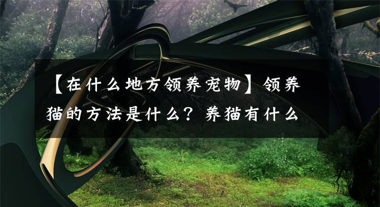 【在什么地方領(lǐng)養(yǎng)寵物】領(lǐng)養(yǎng)貓的方法是什么？養(yǎng)貓有什么途徑？