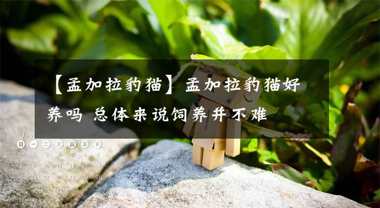 【孟加拉豹貓】孟加拉豹貓好養(yǎng)嗎 總體來說飼養(yǎng)并不難