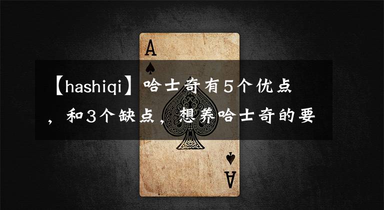 【hashiqi】哈士奇有5個優(yōu)點(diǎn)，和3個缺點(diǎn)，想養(yǎng)哈士奇的要了解