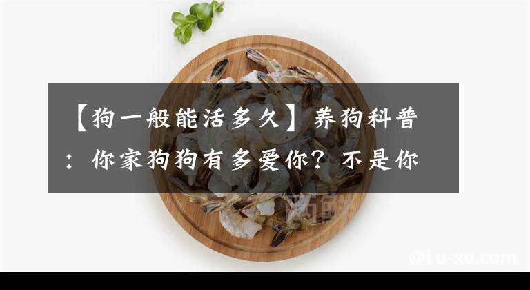 【狗一般能活多久】養(yǎng)狗科普：你家狗狗有多愛你？不是你說了算，狗的表現(xiàn)說明了一切