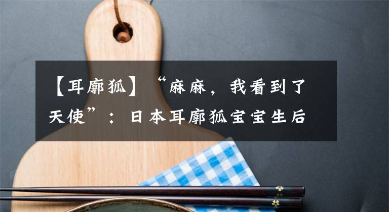 【耳廓狐】“麻麻，我看到了天使”：日本耳廓狐寶寶生后一個(gè)月，可愛到爆炸