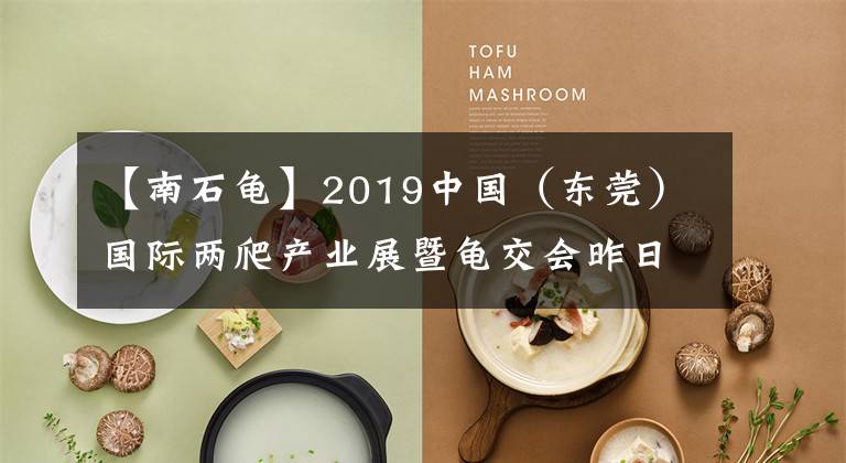 【南石龜】2019中國（東莞）國際兩爬產(chǎn)業(yè)展暨龜交會昨日開幕