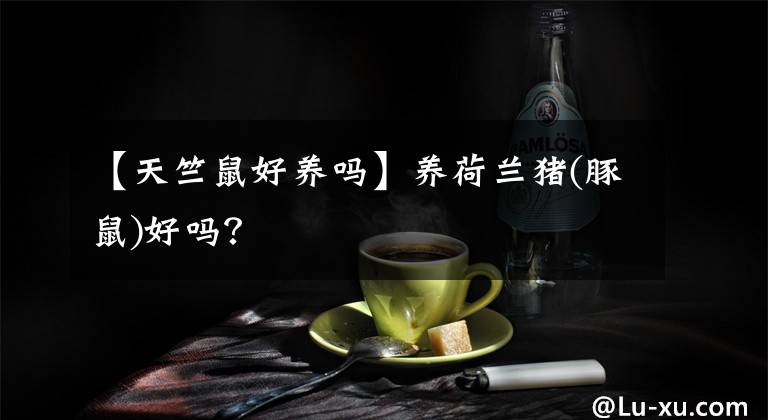 【天竺鼠好養(yǎng)嗎】養(yǎng)荷蘭豬(豚鼠)好嗎？