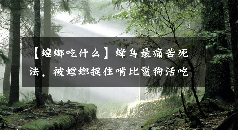 【螳螂吃什么】蜂鳥最痛苦死法，被螳螂捉住啃比鬣狗活吃角馬還慘，凌遲不過如此