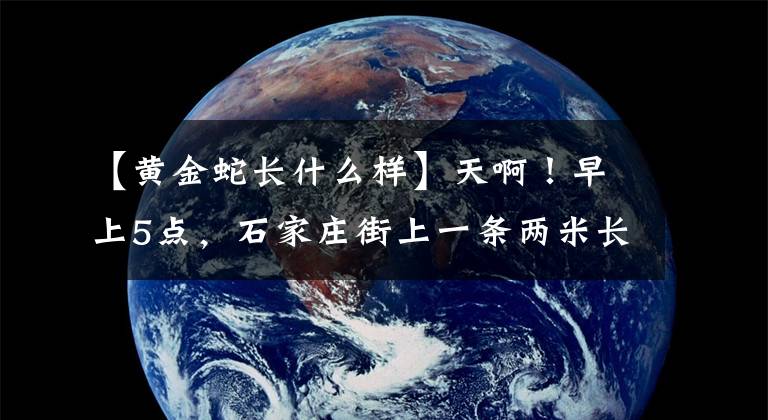 【黃金蛇長什么樣】天??！早上5點(diǎn)，石家莊街上一條兩米長的黃金蟒蛇嚇了一跳。