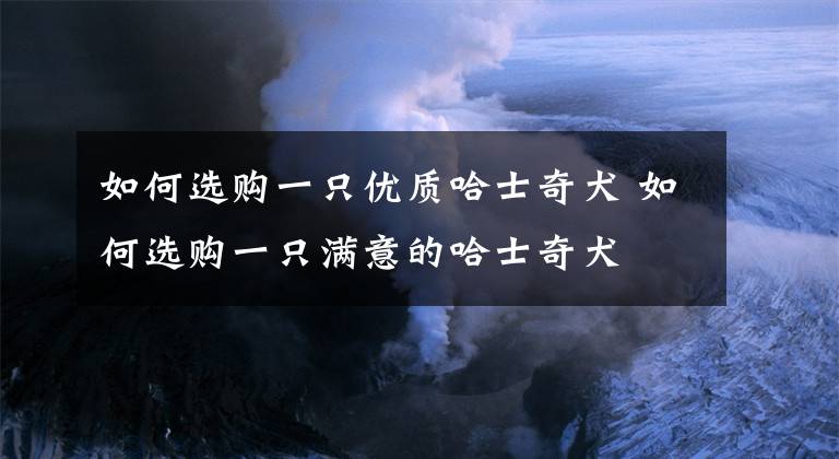 如何選購一只優(yōu)質(zhì)哈士奇犬 如何選購一只滿意的哈士奇犬