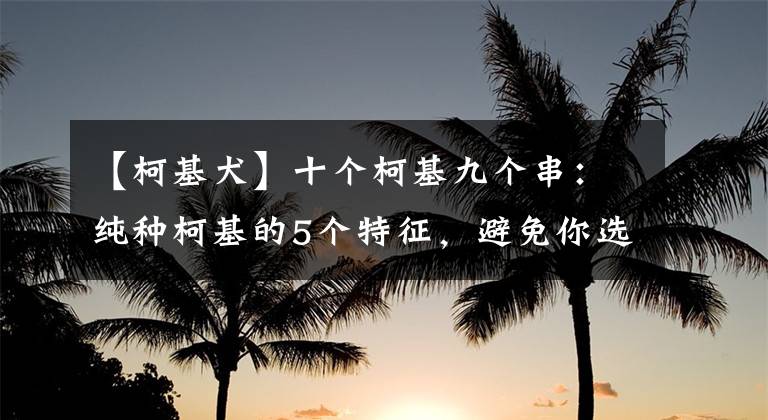 【柯基犬】十個柯基九個串：純種柯基的5個特征，避免你選中串串