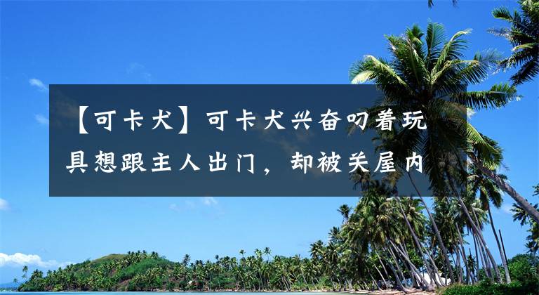 【可卡犬】可卡犬興奮叼著玩具想跟主人出門(mén)，卻被關(guān)屋內(nèi)，瞬間失落...