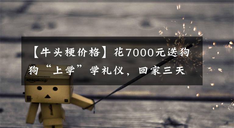 【牛頭梗價格】花7000元送狗狗“上學(xué)”學(xué)禮儀，回家三天后又咬人！網(wǎng)友熱議……