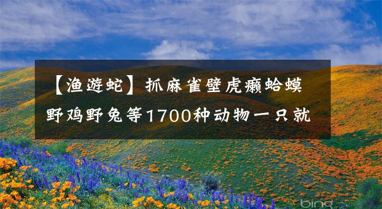 【漁游蛇】抓麻雀壁虎癩蛤蟆野雞野兔等1700種動物一只就犯法，具體名單如下