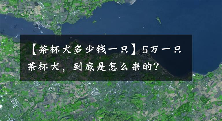 【茶杯犬多少錢一只】5萬一只茶杯犬，到底是怎么來的？