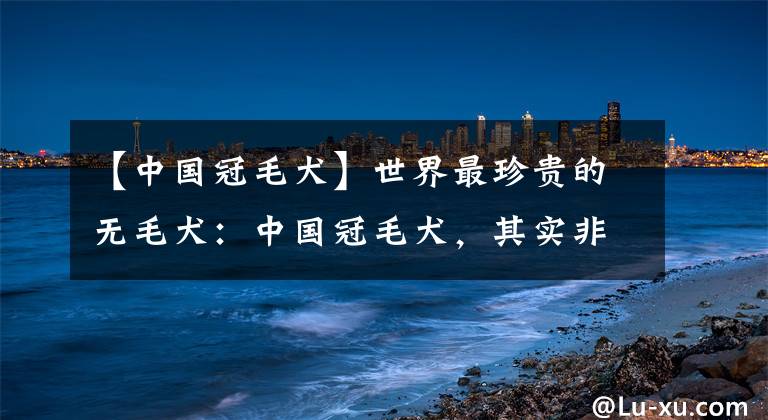 【中國(guó)冠毛犬】世界最珍貴的無(wú)毛犬：中國(guó)冠毛犬，其實(shí)非常可愛(ài)