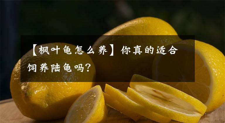 【楓葉龜怎么養(yǎng)】你真的適合飼養(yǎng)陸龜嗎？