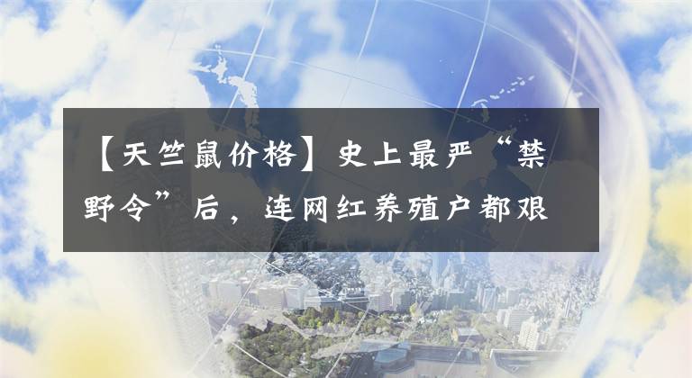 【天竺鼠價格】史上最嚴(yán)“禁野令”后，連網(wǎng)紅養(yǎng)殖戶都艱難維生，彈幕全哭了