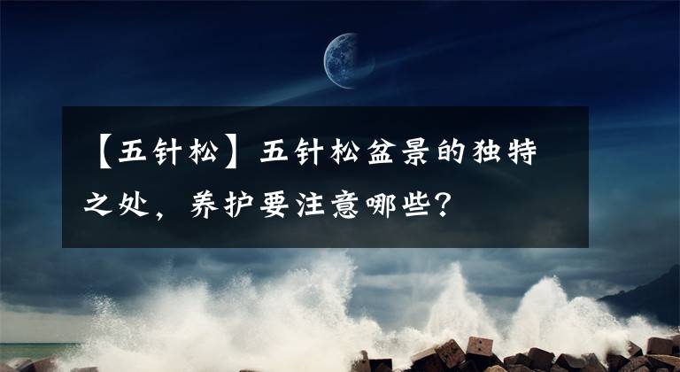 【五針?biāo)伞课遽標(biāo)膳杈暗莫毺刂?，養(yǎng)護要注意哪些？