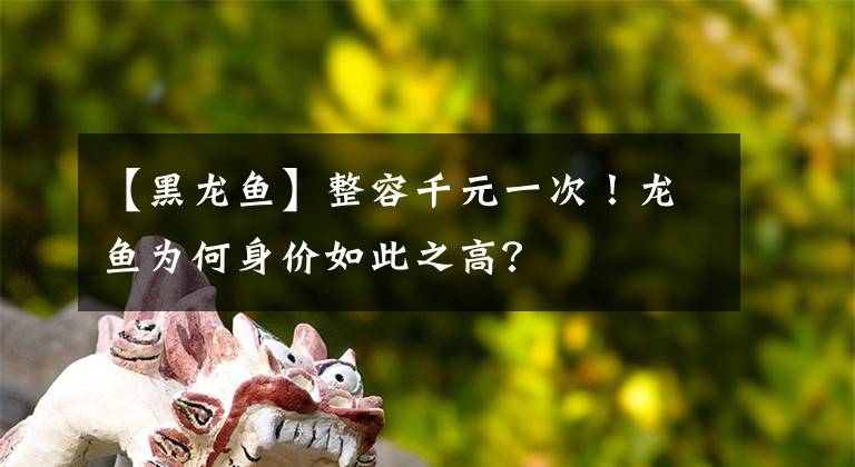 【黑龍魚】整容千元一次！龍魚為何身價如此之高？