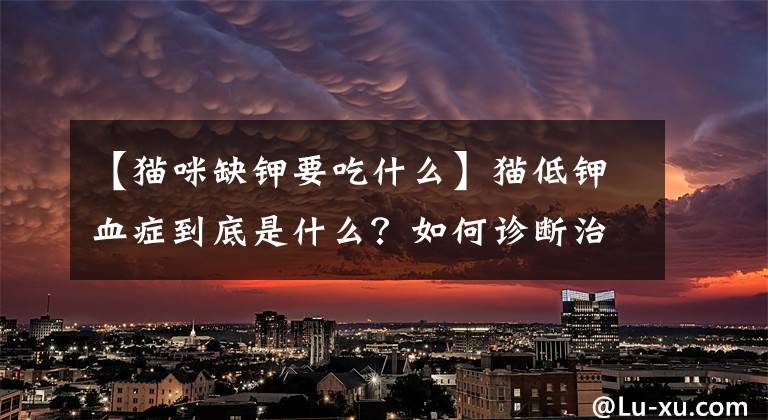 【貓咪缺鉀要吃什么】貓低鉀血癥到底是什么？如何診斷治療？一篇文章告訴你