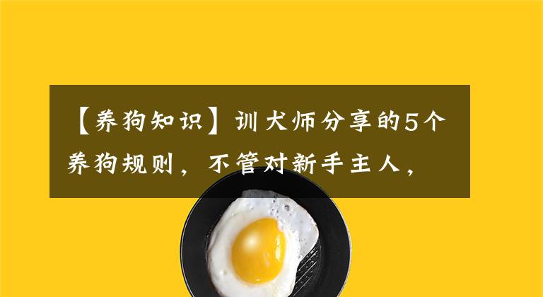 【養(yǎng)狗知識】訓犬師分享的5個養(yǎng)狗規(guī)則，不管對新手主人，還是老手主人都有用