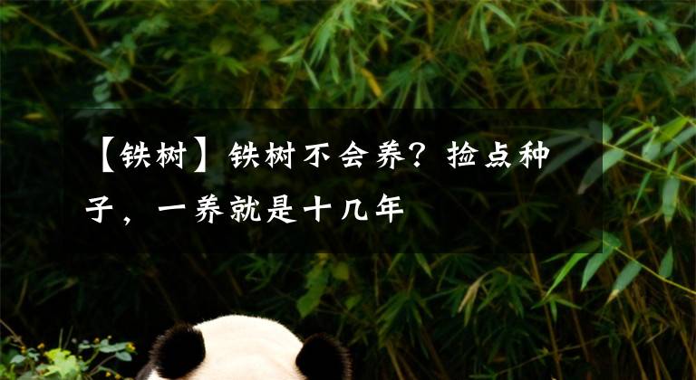 【鐵樹】鐵樹不會養(yǎng)？撿點(diǎn)種子，一養(yǎng)就是十幾年