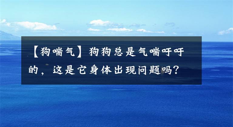 【狗喘氣】狗狗總是氣喘吁吁的，這是它身體出現(xiàn)問題嗎？狗狗喘氣的五個(gè)原因