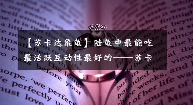 【蘇卡達(dá)象龜】陸龜中最能吃最活躍互動性最好的——蘇卡達(dá)陸龜