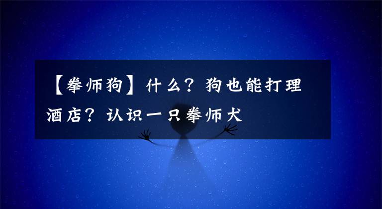 【拳師狗】什么？狗也能打理酒店？認(rèn)識(shí)一只拳師犬