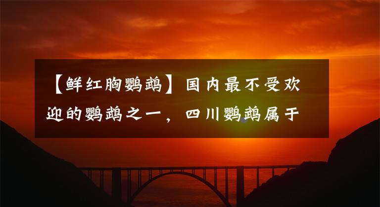 【鮮紅胸鸚鵡】國內(nèi)最不受歡迎的鸚鵡之一，四川鸚鵡屬于國產(chǎn)鸚鵡，你有見過嗎？