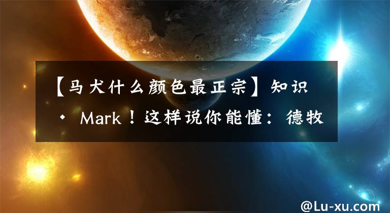 【馬犬什么顏色最正宗】知識 · Mark！這樣說你能懂：德牧與馬犬的區(qū)別