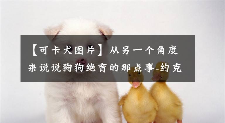 【可卡犬圖片】從另一個(gè)角度來(lái)說(shuō)說(shuō)狗狗絕育的那點(diǎn)事-約克夏/可卡篇