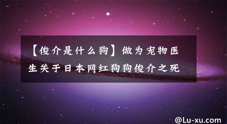 【俊介是什么狗】做為寵物醫(yī)生關于日本網紅狗狗俊介之死，我想說