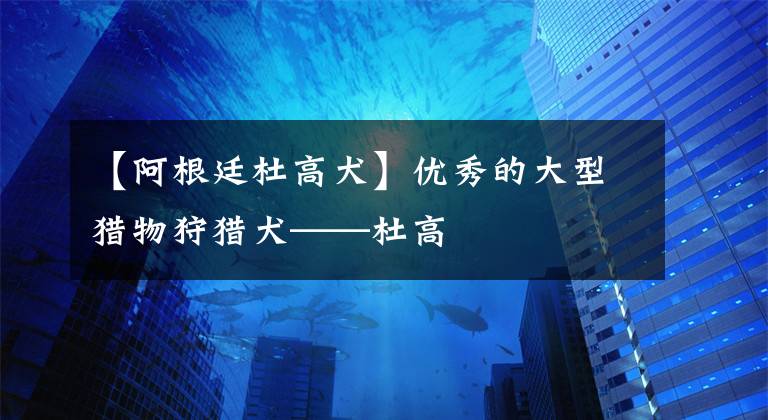 【阿根廷杜高犬】?jī)?yōu)秀的大型獵物狩獵犬——杜高