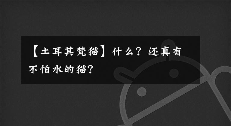 【土耳其梵貓】什么？還真有不怕水的貓？