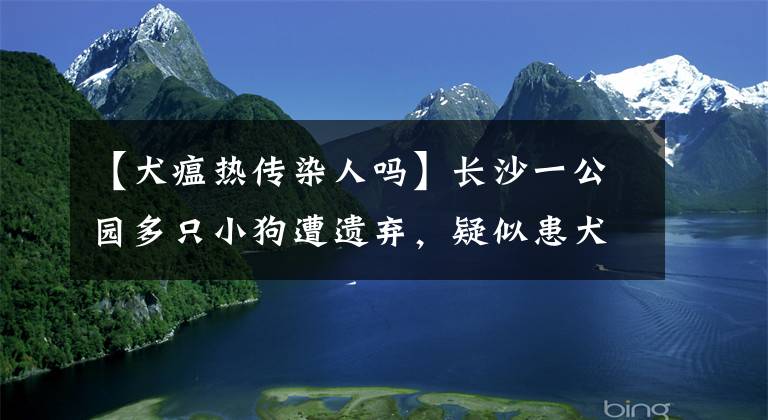 【犬瘟熱傳染人嗎】長(zhǎng)沙一公園多只小狗遭遺棄，疑似患犬瘟，治愈率極低！傳染性極強(qiáng)